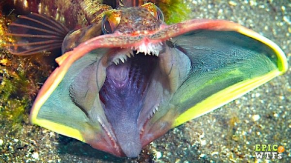 14 WTF Aquatic Creatures That Will Haunt Your Nightmares