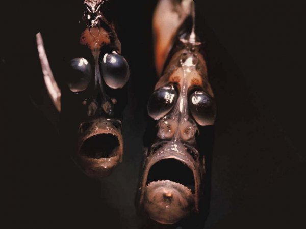 14 WTF Aquatic Creatures That Will Haunt Your Nightmares