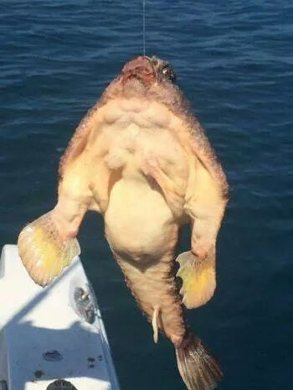 14 WTF Aquatic Creatures That Will Haunt Your Nightmares