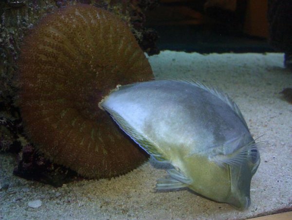 14 WTF Aquatic Creatures That Will Haunt Your Nightmares