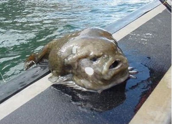 14 WTF Aquatic Creatures That Will Haunt Your Nightmares