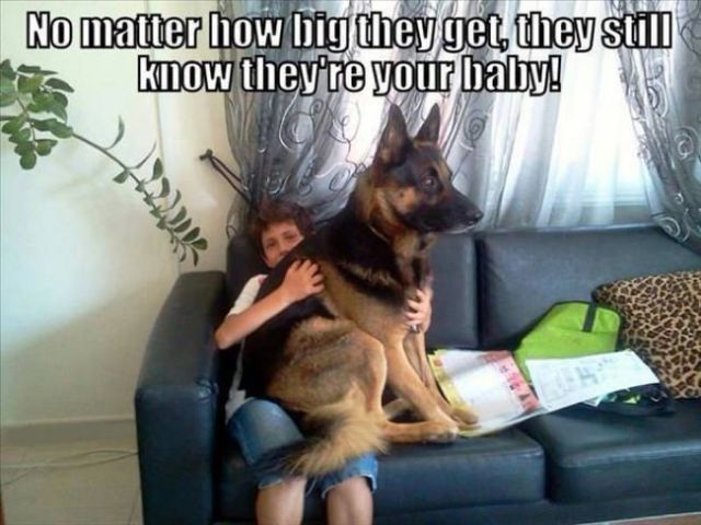 memes - struggles only dog owners understand - No matter how big they get, they still know they're your baby!