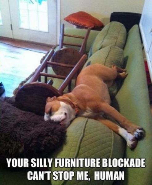 memes - dog on couch meme - Your Silly Furniture Blockade Can'T Stop Me, Human