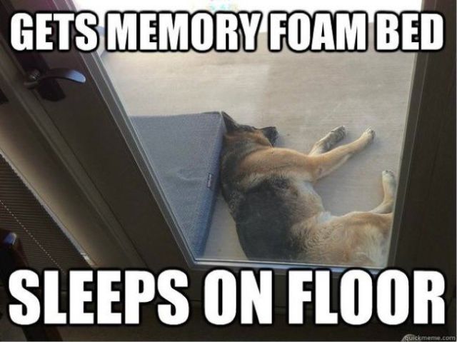 memes - dog be like - Gets Memory Foam Bed Sleeps On Floor quickmeme.com