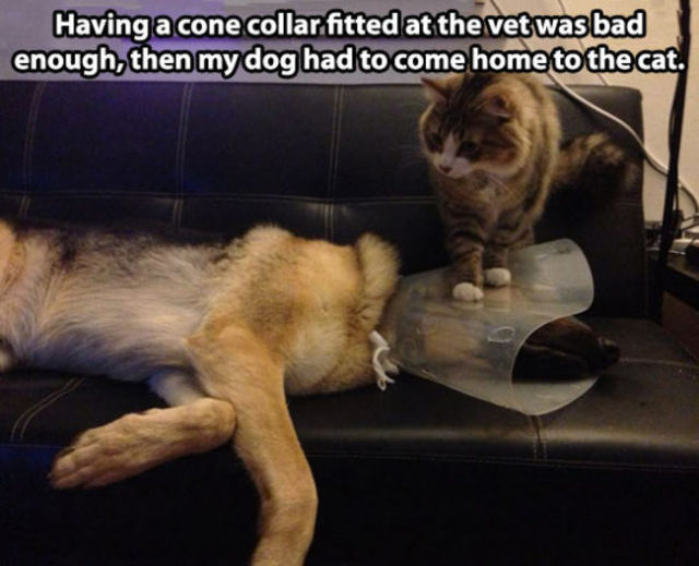 memes - animals being jerks - Having a cone collar fitted at the vet was bad enough, then my dog had to come home to the cat.