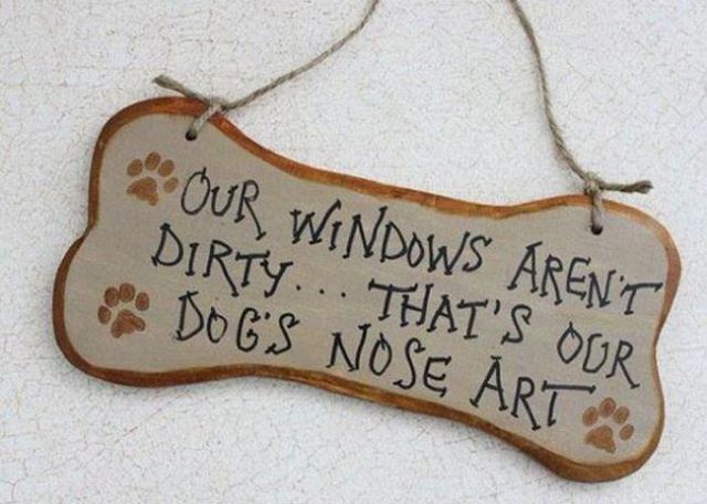 memes - Dog - Our Windows Aren'T Dirty... That'S Our Docs Nose Art