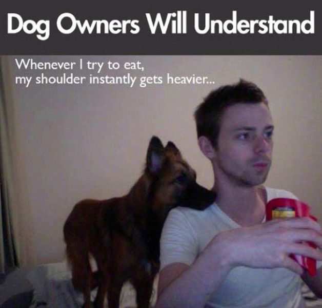 memes - only dog owners understand - Dog Owners Will Understand Whenever I try to eat, my shoulder instantly gets heavier...