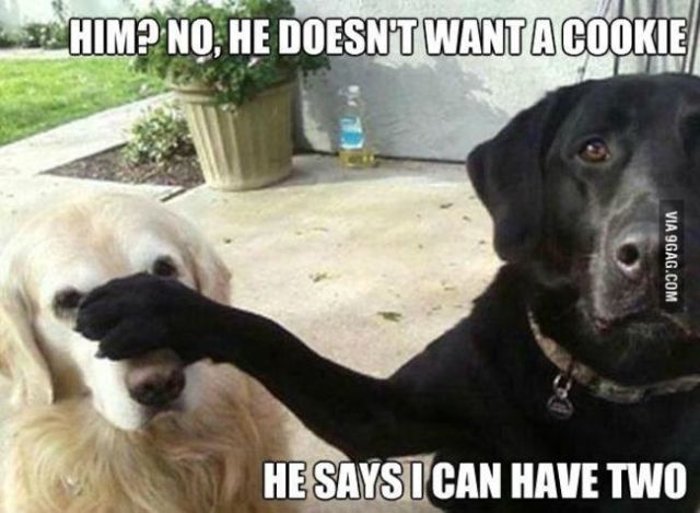 memes - funny dogs memes - Him? No, He Doesn'T Want Acookie Via 9GAG.Com He Says I Can Have Two