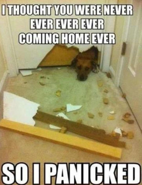 memes - funny dog memes - I Thought You Were Never Ever Ever Ever Coming Home Ever So I Panicked