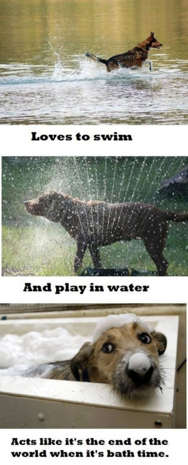 memes - things only dog owners understand - Loves to swim And play in water Acts it's the end of the world when it's bath time.