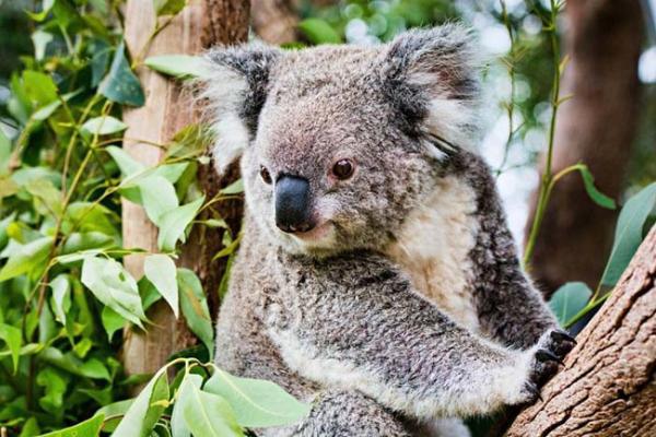 Young koalas have been known to eat their mother's poop.