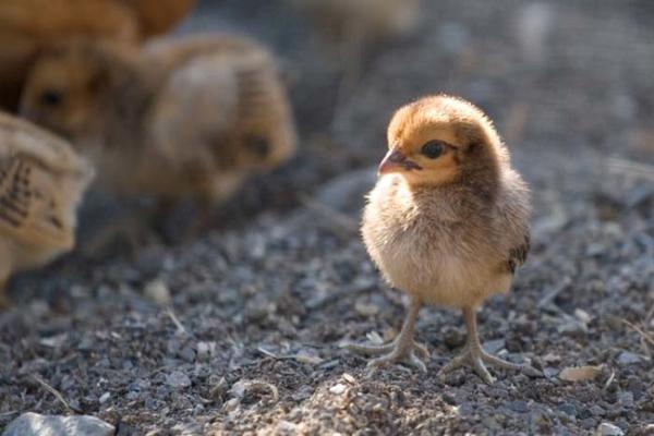 Because they aren't as tasty as baby hens, baby roosters are usually tossed into a grinder after they're born.