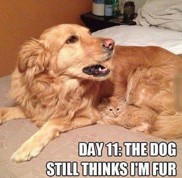 they still don t know i m a dog - Day 11 The Dog Still Thinks I'M Fur