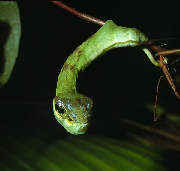 A caterpillar in Costa Rica looks like a snake to scare off it's predators.