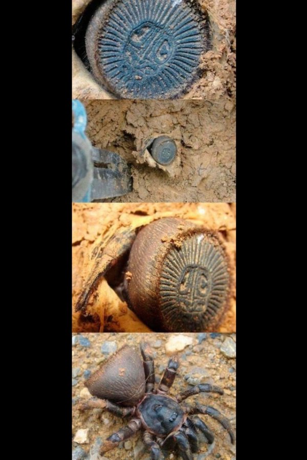 The Cyclocosmia Spider has a crazy aztec coin butt to block it's home from predators.