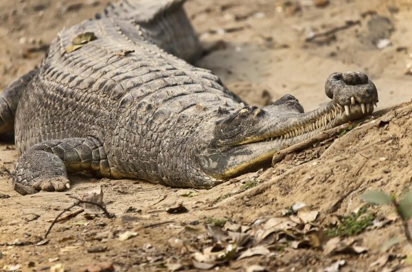 The Gharial Crocodile is the largest in the croc family. It's body isn't equipped to walk on land so it can only slide on it's belly when on solid ground.