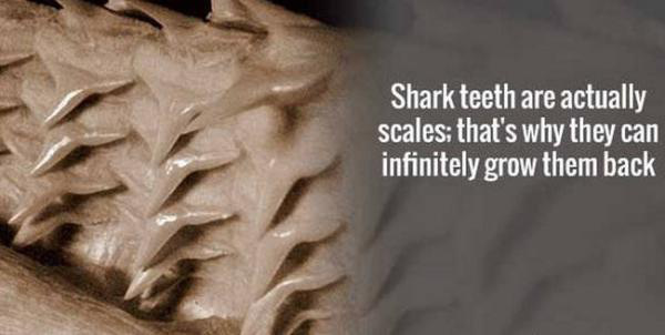 10 Terrifying Animal Facts That Will Keep You Awake