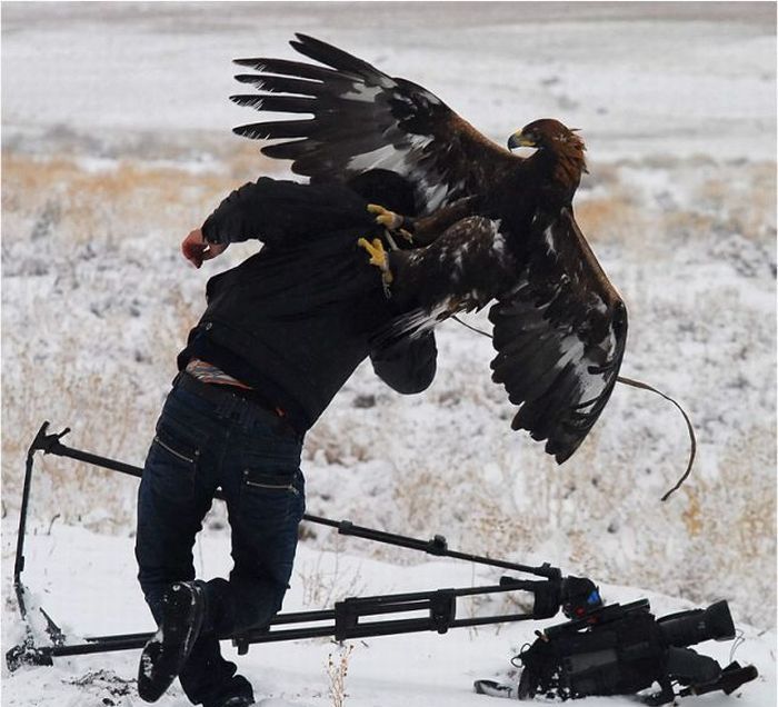 animals interrupting wildlife photographers