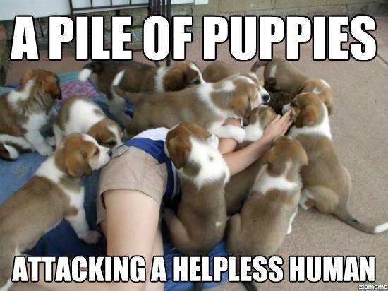 puppy pile meme - A Pile Of Puppies Attacking A Helpless Human zipmeme