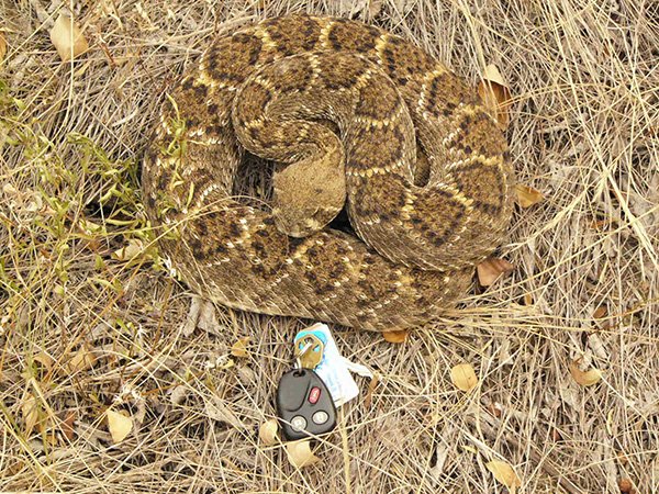 western diamondback rattlesnake - R18