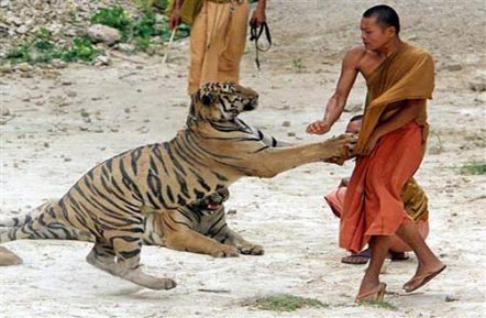 thailand tiger temple