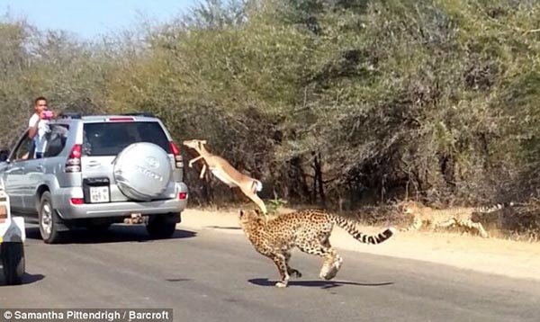 kruger national park death - Samantha PittendrighBarcroft