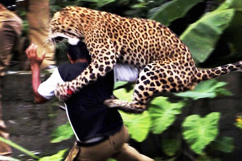 man eating leopard