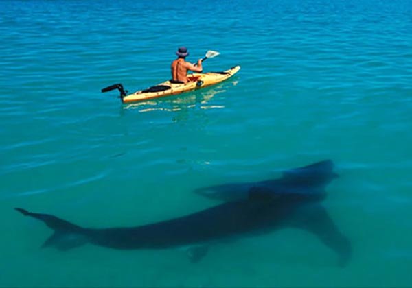 great white kayaker