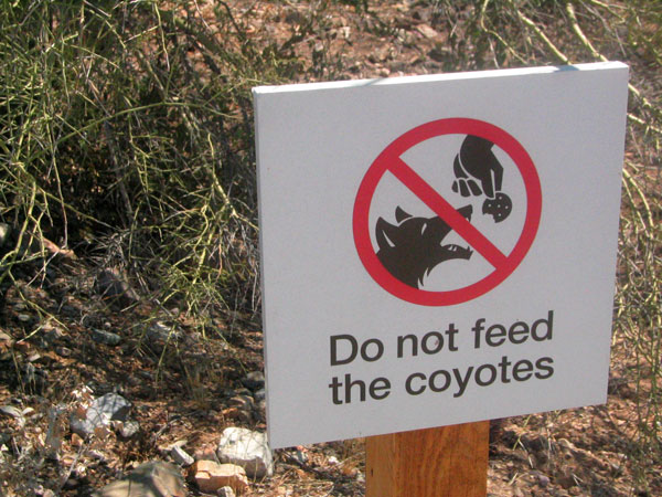 coyote - Do not feed the coyotes