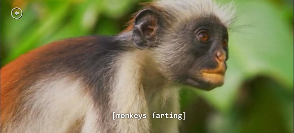 monkeys farting - monkeys farting