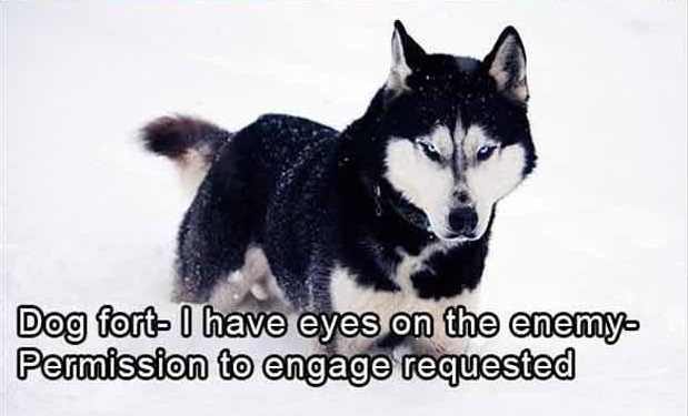 The Amazing Adventures Of Snow Dog