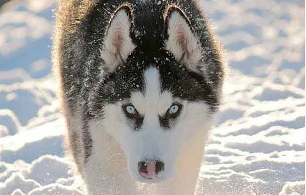 The Amazing Adventures Of Snow Dog