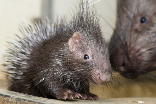 14 Cute Porcupines You Wish You Could Hug