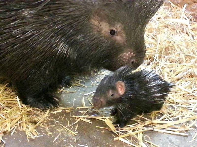 14 Cute Porcupines You Wish You Could Hug