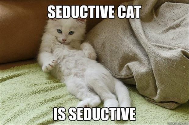 Animals Are The Real Masters Of Seduction