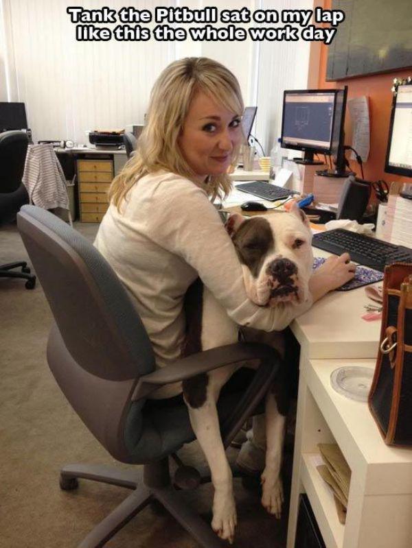 pitbull lap dog - Tank the Pitbull sat on my lap this the whole work day