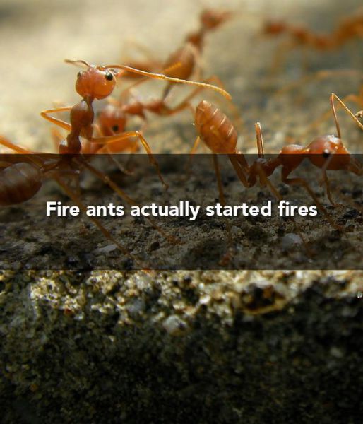 dumb things we believed as a kid - Fire ants actually started fires
