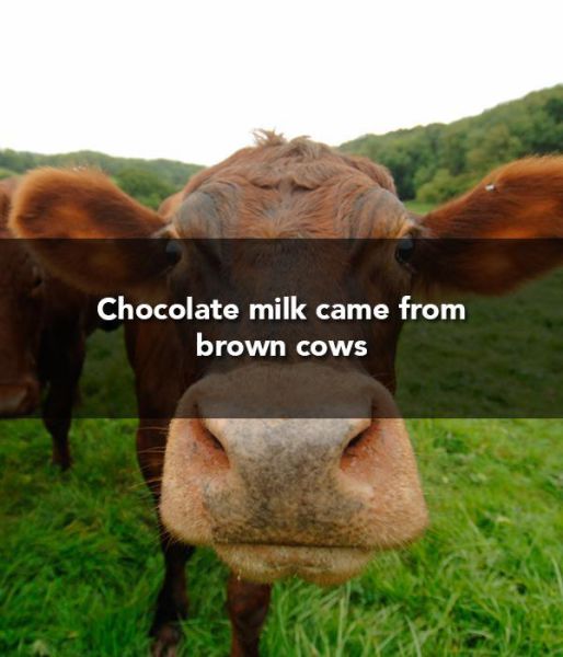 choices in childbirth - Chocolate milk came from brown cows