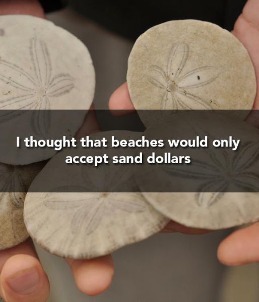 do sand dollars eat - I thought that beaches would only accept sand dollars