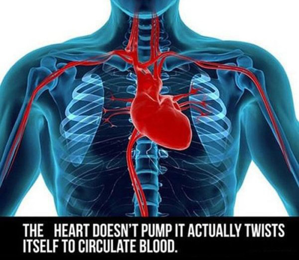 fact human heart diagram in body - The Heart Doesn'T Pump It Actually Twists Itself To Circulate Blood.