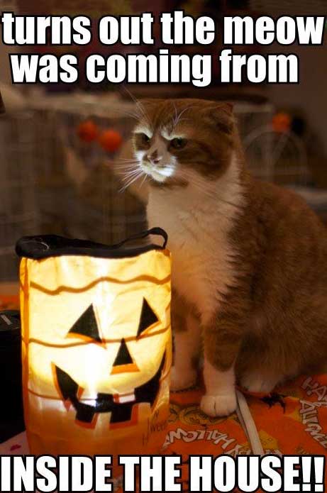 halloween meme funny - turns out the meow was coming from Allge Inside The House!!