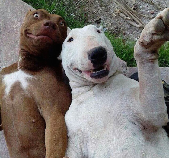 12 Animals With Strong Selfie Skills