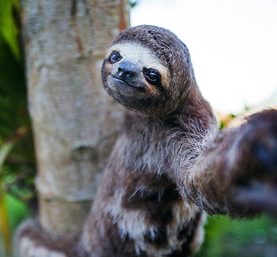 12 Animals With Strong Selfie Skills