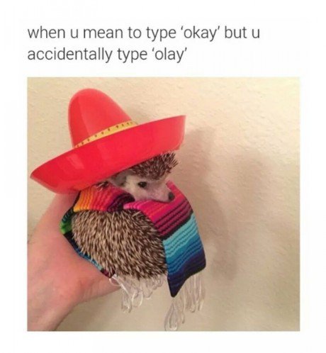 olay hedgehog - when u mean to type 'okay' but u accidentally type 'olay'