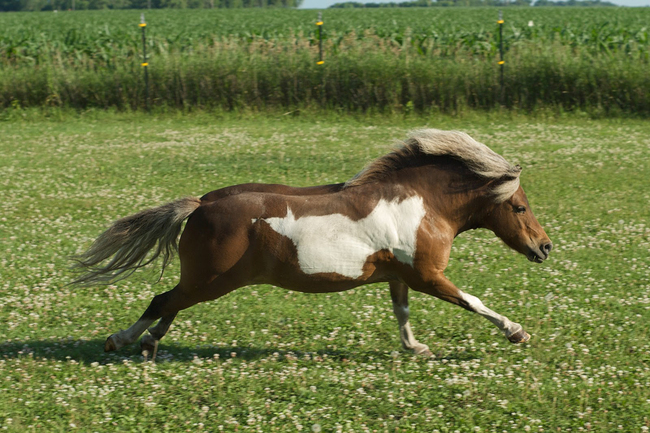 Theyre majestic when galloping through fields.