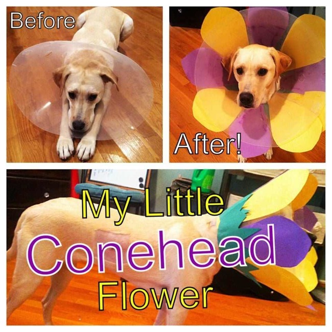 e collar flower - Before After! My Little Conehead Flower