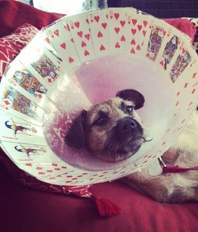 costumes for dogs with cones