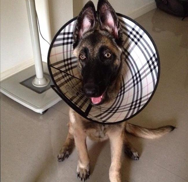 22 Cones Of Shame Are Turned Into Collars Of Glory