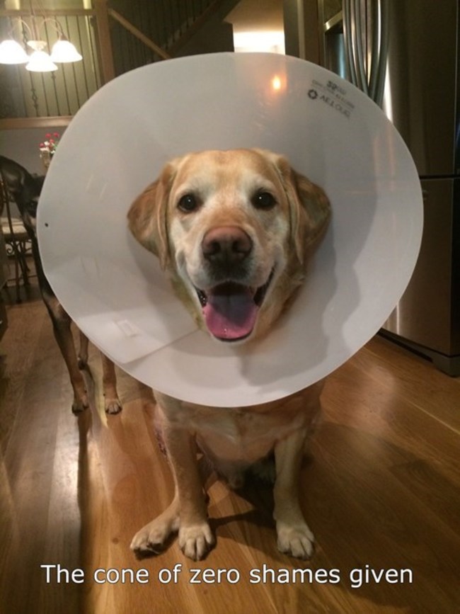 snout - The cone of zero shames given