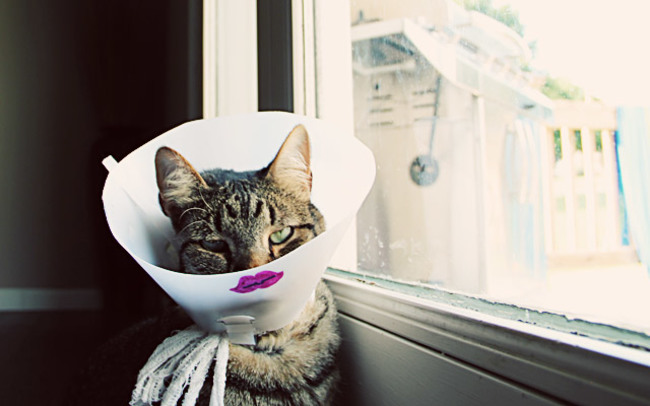 cone on pet